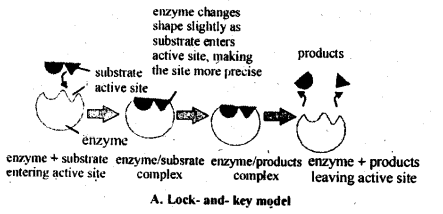 NCERT Solutions For Class 12 Chemistry Chapter 5 Surface Chemistry-5