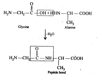 NCERT Solutions For Class 12 Chemistry Chapter 14 Biomolecules-8
