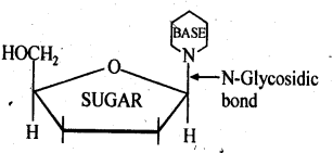 NCERT Solutions For Class 12 Chemistry Chapter 14 Biomolecules-12