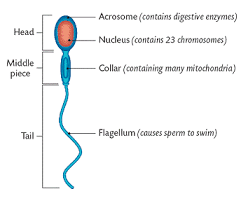 ncert-solutions-for-class-12-biology-human-reproduction-5