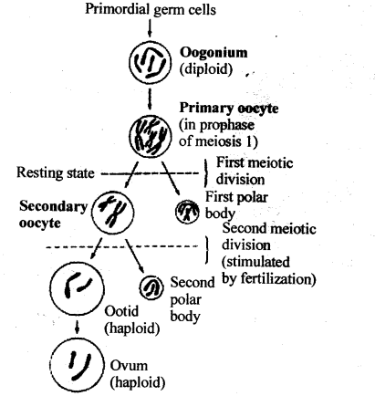 ncert-solutions-for-class-12-biology-human-reproduction-4
