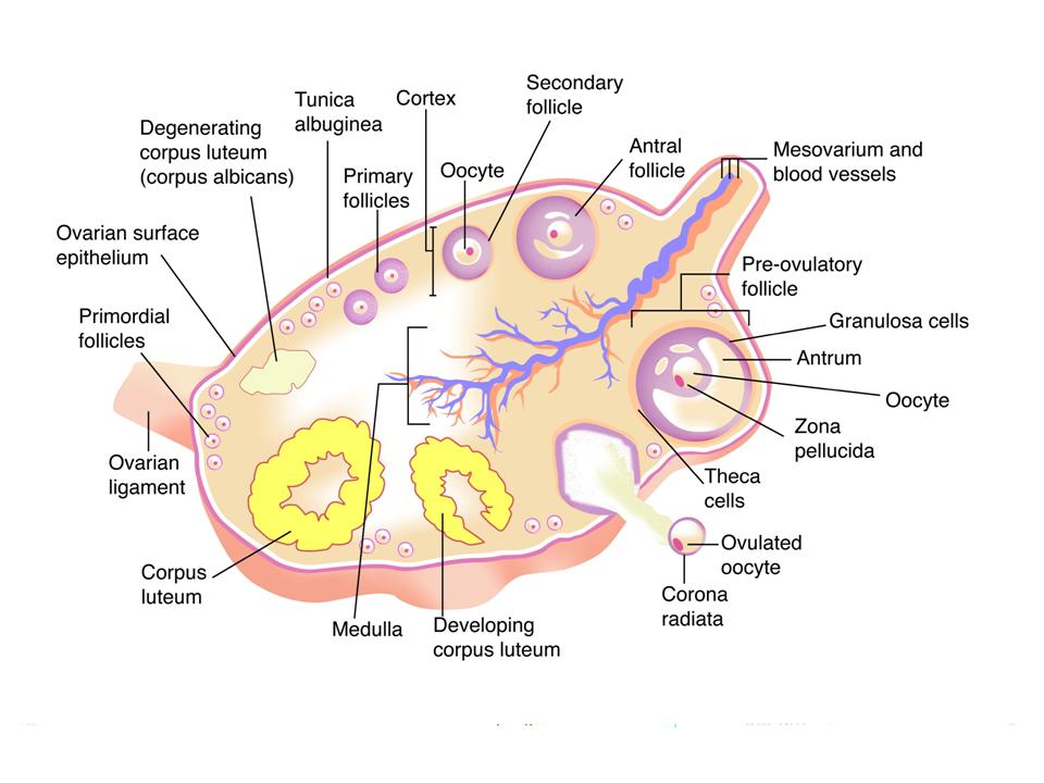 ncert-solutions-for-class-12-biology-human-reproduction-6