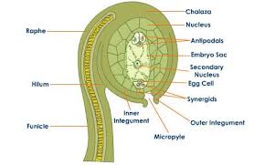 ncert-solutions-for-class-12-biology-sexual-reproduction-in-flowering-plants-2