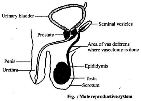 ncert-solutions-for-class-12-biology-human-reproduction-1