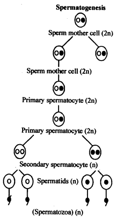 ncert-solutions-for-class-12-biology-human-reproduction-3