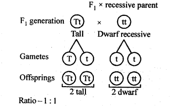 ncert-solutions-for-class-12-biology-principles-of-inheritance-and-variation-4