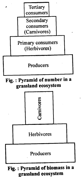 ncert-solutions-for-class-12-biology-ecosystem-1